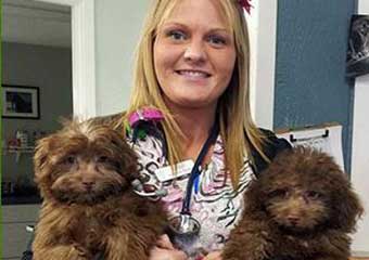 falmouth animal hospital pet friendly veterinarians in cape cod