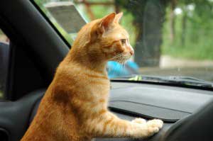 travel with cat by car